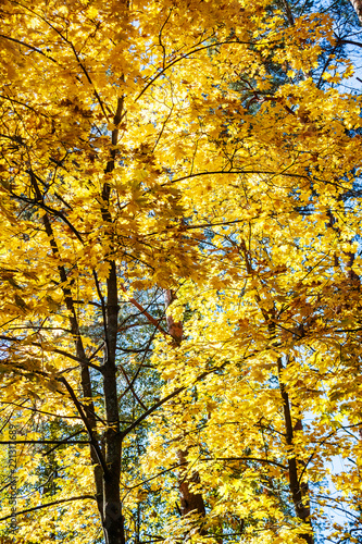 Autumn forest scenery with yellow maple trees