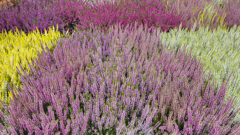 Heather plants in several colors