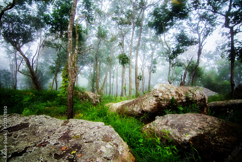 Misty forest in the morning. Pahinngam National Park. Chaiyaphum Province in Thailand Misty forest in the morning. Pahinngam National Park. Chaiyaphum Province in Thailand
