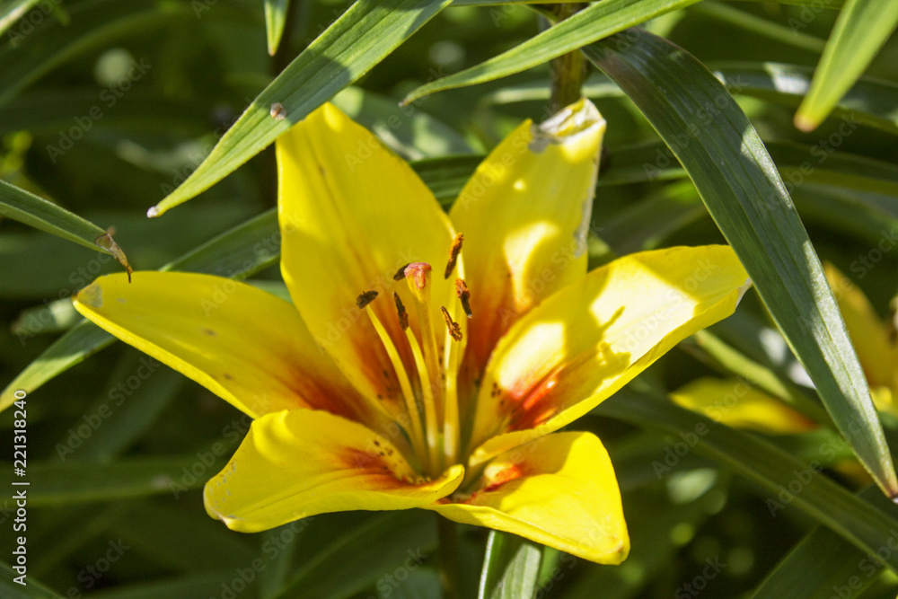 One big beautiful yellow garden faded lily One big beautiful yellow garden faded lily