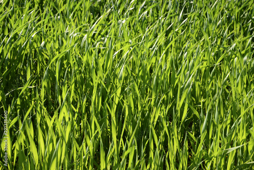 green grass green grass