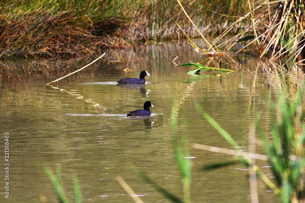 Two black duck Two black duck