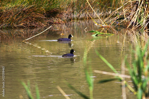Two black duck 