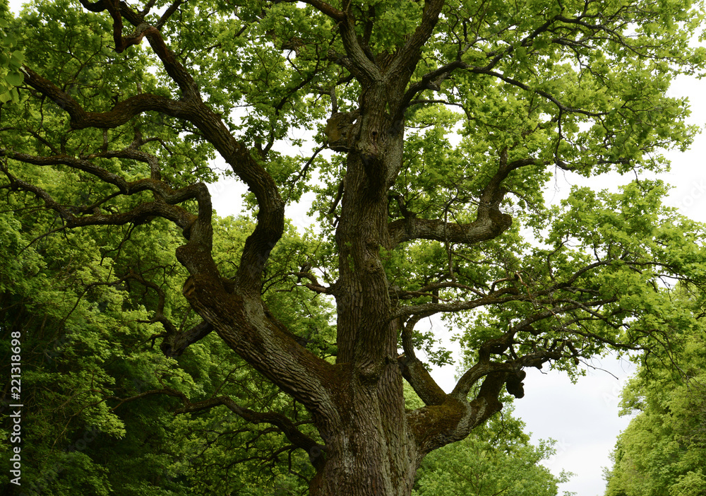 old oak tree