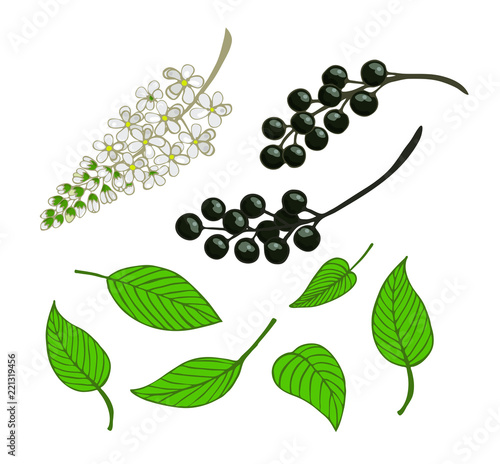 a set of bird cherry. Isolated berries  flowers and leaves of Mayday tree
