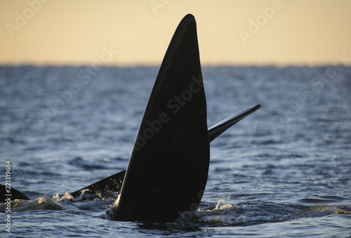 Whale. Southern Right Whale. 