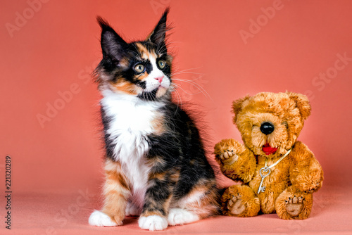 Fototapeta Naklejka Na Ścianę i Meble -  Pretty maine coon kitten and bear toy on pink background.