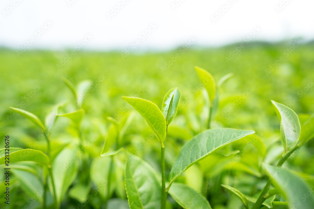 Green tea leaves in a tea plantation in morning Green tea leaves in a tea plantation in morning