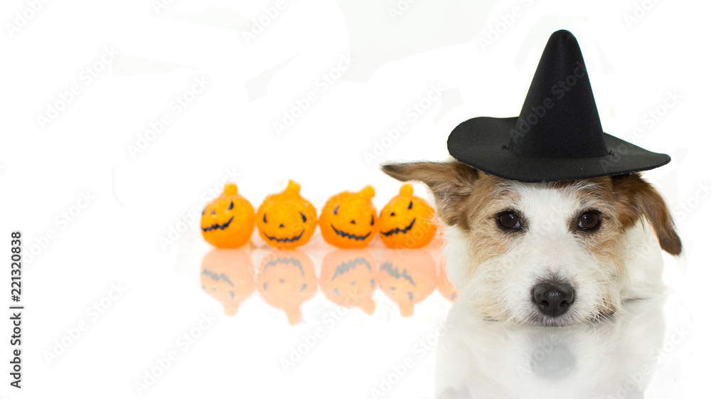 Obraz CUTE HALLOWEEN DOG WITCH OR WIZARD HAT COSTUME LYING DOWN AND PUMPKIN LIKE BACKGROUND ISOLATED AGAINST WHITE BACKGROUND WITH COPY SPACE