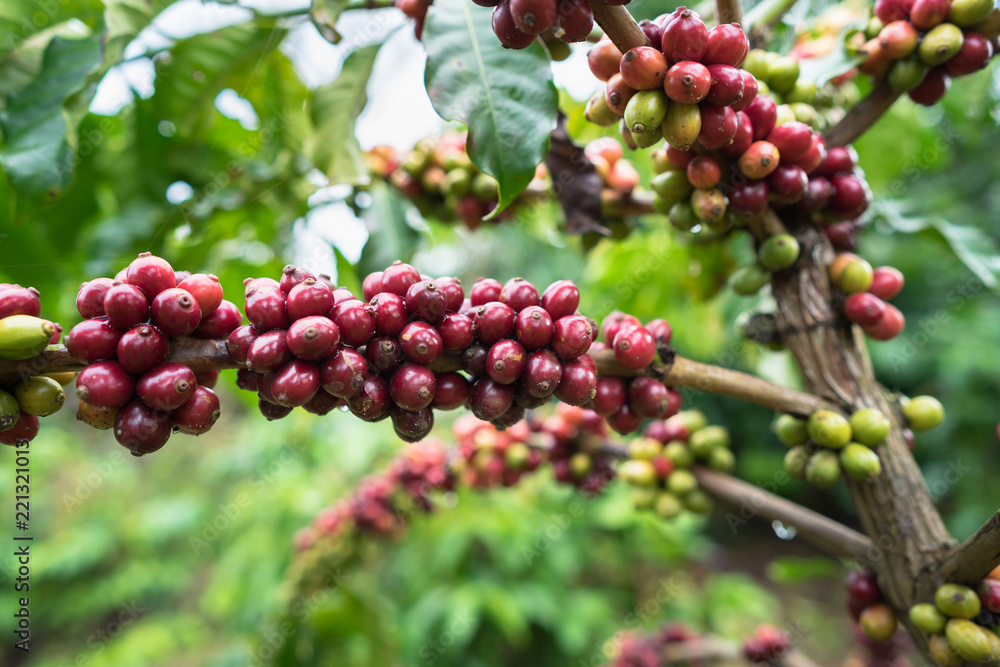 Coffee beans on tree Coffee beans on tree