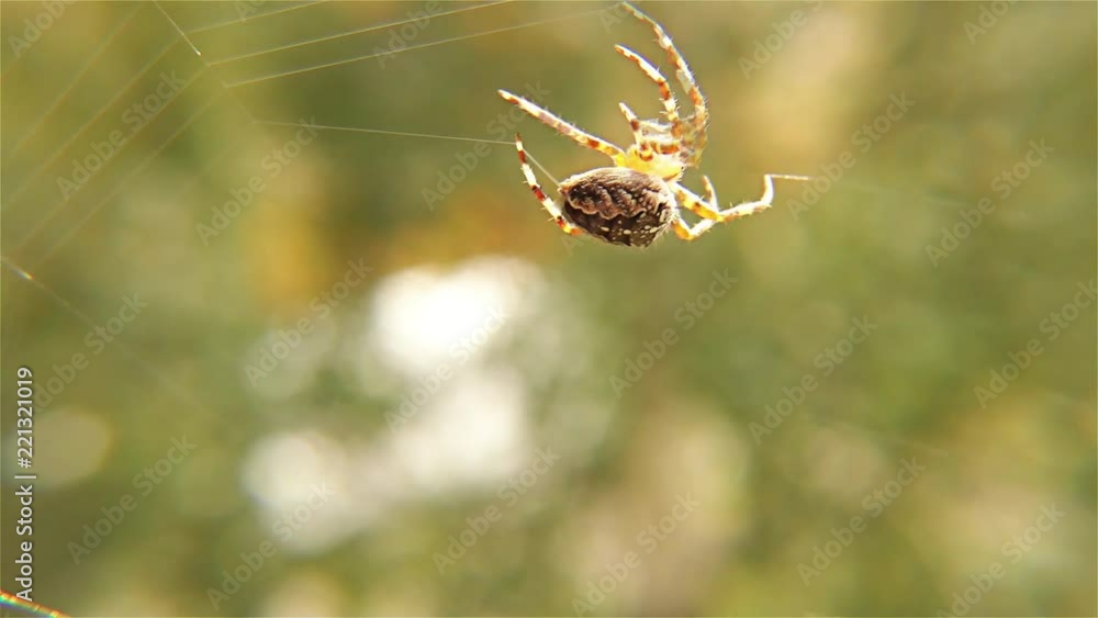 Spider Working on Her Web – Spider With Spider Web - European Garden Spider, Close up, Detail Spider Working on Her Web – Spider With Spider Web - European Garden Spider, Close up, Detail