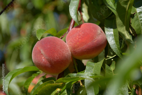 Ripening peaches on branches. Peach in the garden. Sunny day.