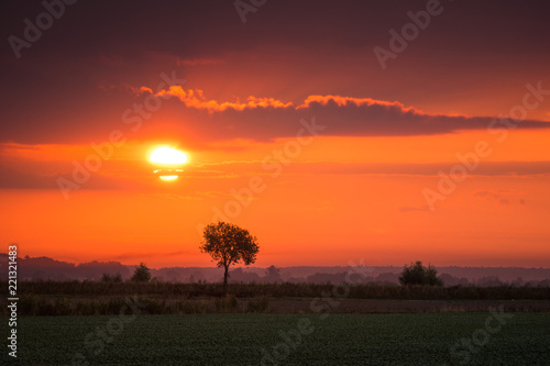 Lonely tree at sunrise somewhere in Masuria  Poland