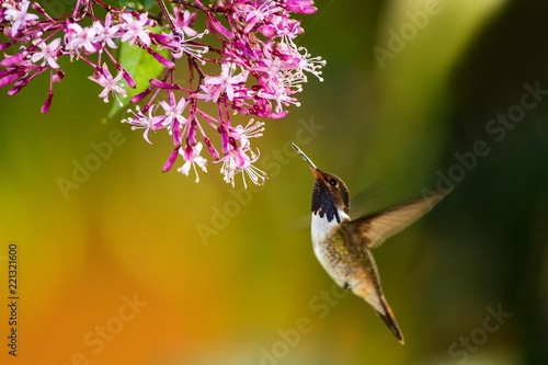 Volcano Hummingbird, hovering next to pink flower in garden, bird from mountain tropical forest, Savegre, Costa Rica, natural habitat, beautiful hummingbird woodstar, wildlife, nature, flying gem