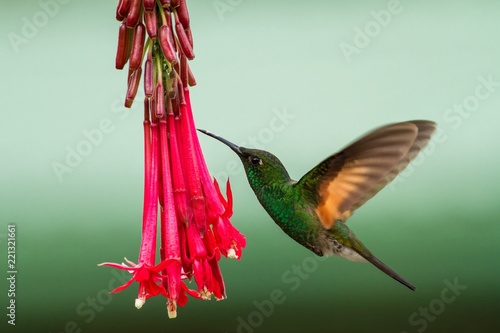 Band-tailed Barbthroat hovering next to red flower in garden, bird from mountain tropical forest, Savegre, Costa Rica, natural habitat, garden beautiful green hummingbird with brown wings photo