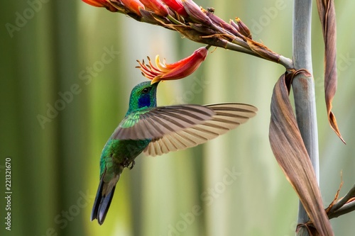 Green violet-ear hovering next to red and yellow flower, bird in flight, mountain tropical forest, Mexico, garden, beautiful hummingbird sucking nectar, green and blue bird photo