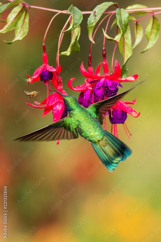 Green violetear, Colibri thalassinus, hovering next to red flower in garden, bird from mountain tropical forest, , Mexico, natural habitat, beautiful hummingbird, colourful and clear background