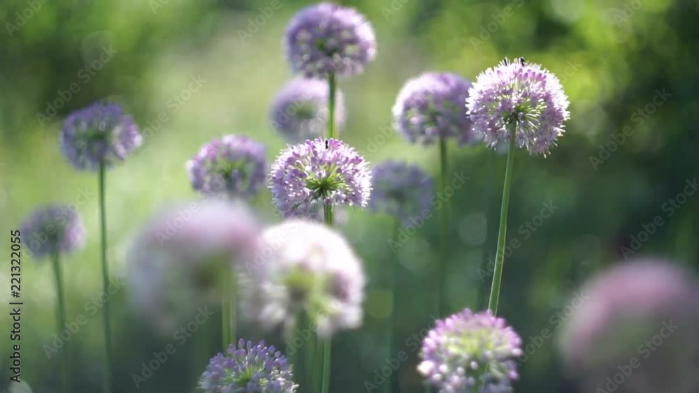 Flowers onions in the meadow swaying in the breeze Flowers onions in the meadow swaying in the breeze