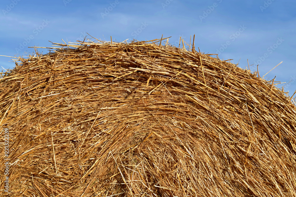 Round bundle of straw. The field is harvested. Sun is shining. Round bundle of straw. The field is harvested. Sun is shining.