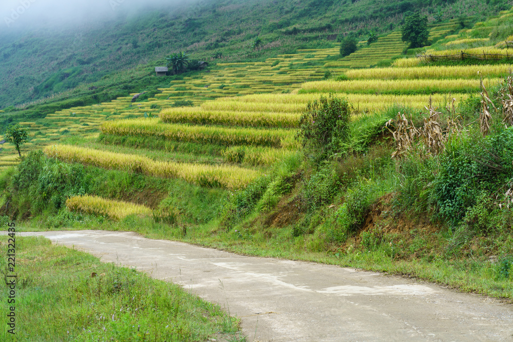 Terraced rice field with curved road landscape in harvesting season in Y Ty, Bat Xat district, Lao Cai, north Vietnam Terraced rice field with curved road landscape in harvesting season in Y Ty, Bat Xat district, Lao Cai, north Vietnam