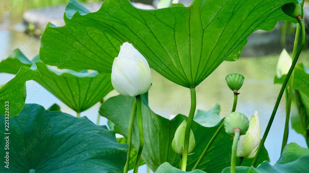 Lotus, Lotusblumen in Asien, Japan Lotus, Lotusblumen in Asien, Japan