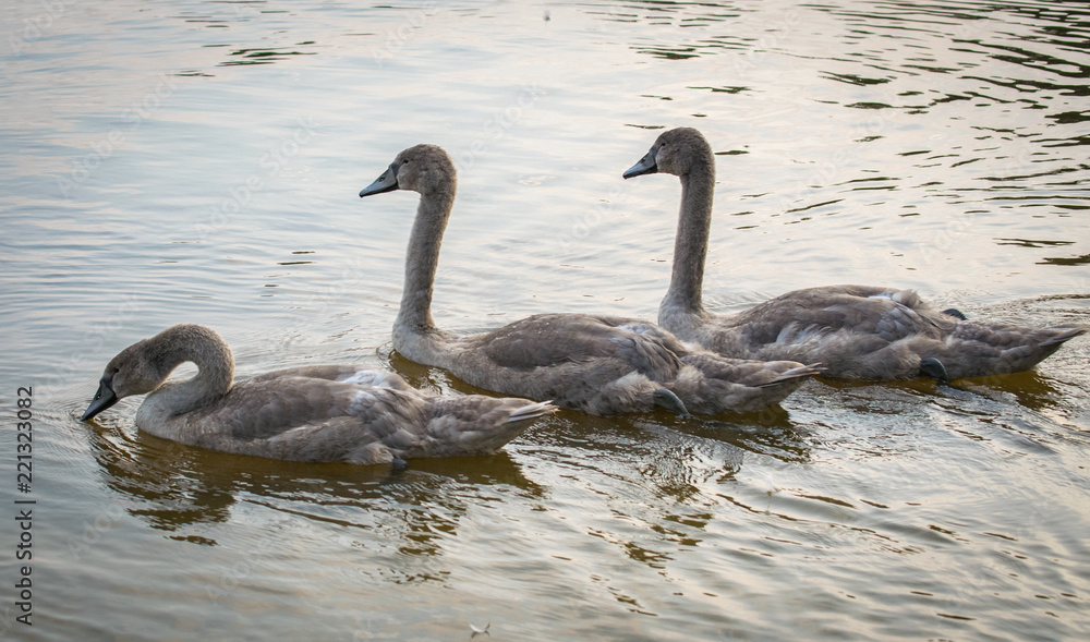 Three Grey Swans swimming on a lake. Three graceful cygnets floating on a water.