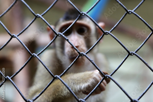 Fotografie, Tablou Monkey in captivity