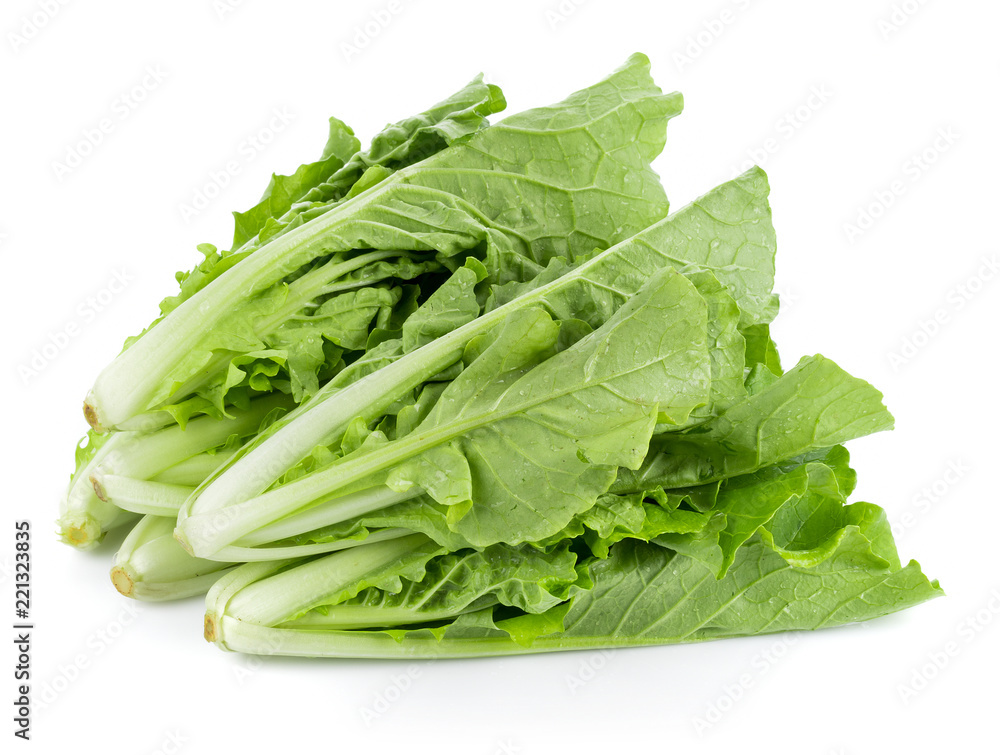 fresh chinese cabbage on a white background fresh chinese cabbage on a white background
