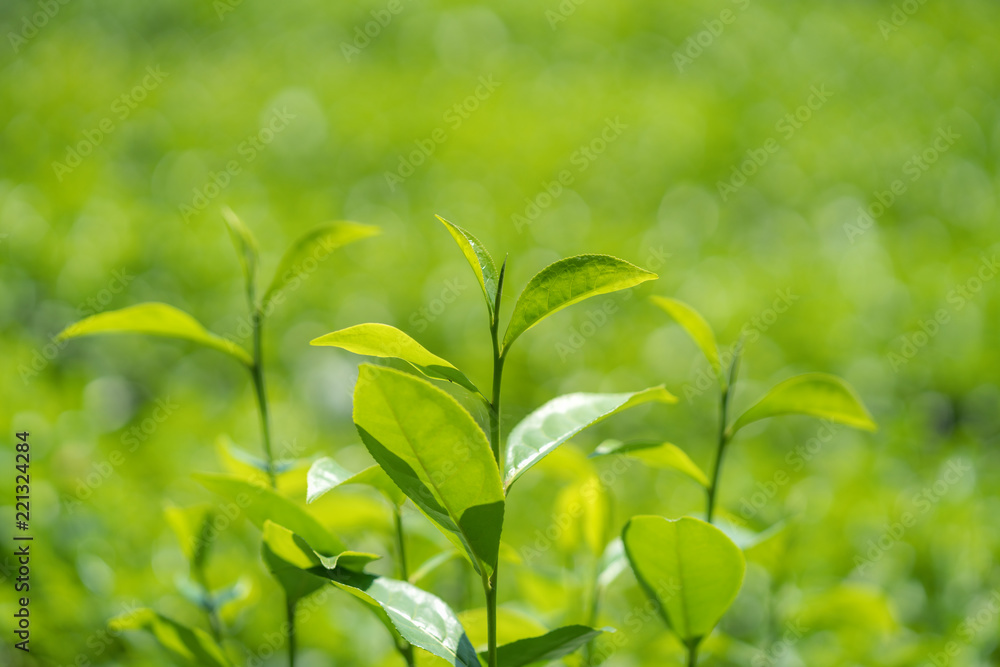 Obraz premium Green tea leaves in a tea plantation.