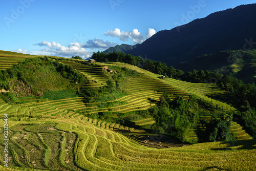 Terraced rice field in harvest season at sunset in Mu Cang Chai, Vietnam.