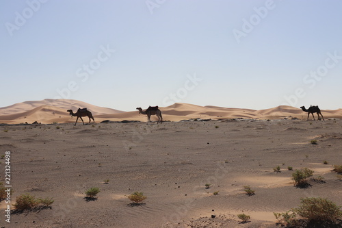 sahara desert Merzouga Camel                                       