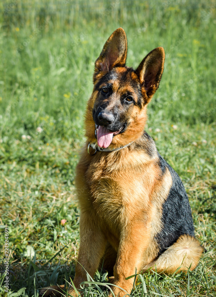 German Shepherd poses with his tongue out. Dog poses on a green field background.
