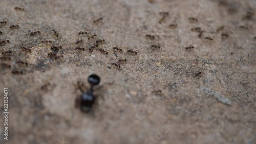 Black House Ant teamwork walking work in the nature