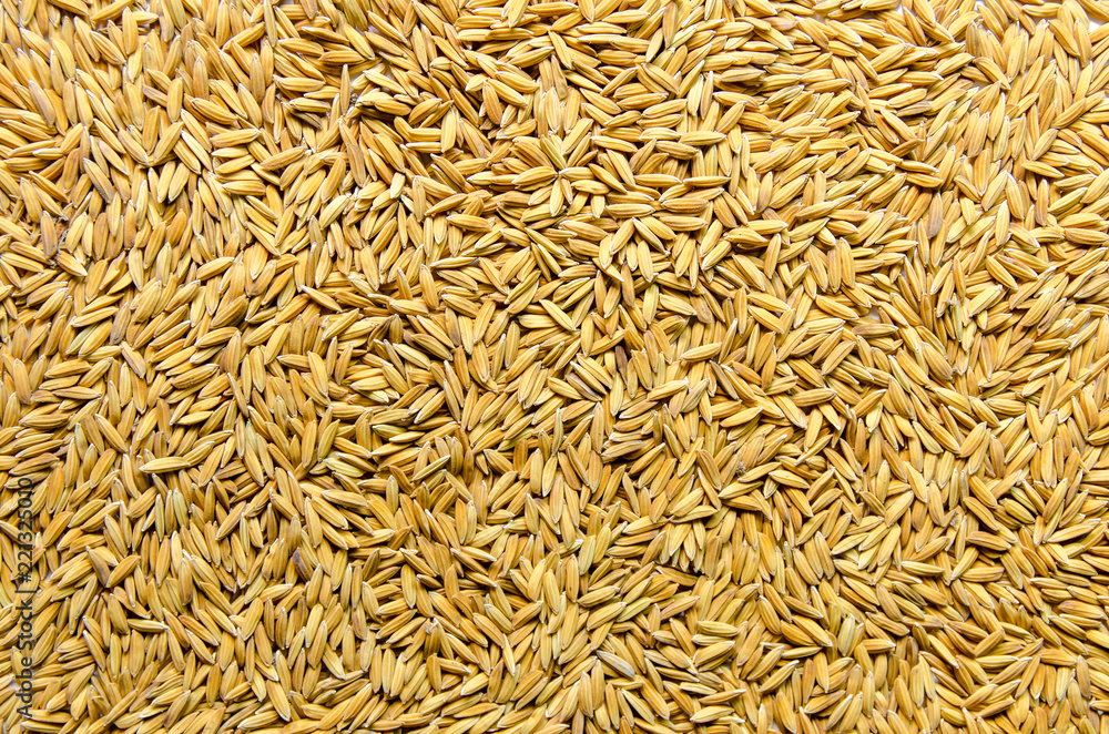 Background and wallpaper by pile of paddy rice and rice seed. Background and wallpaper by pile of paddy rice and rice seed.
