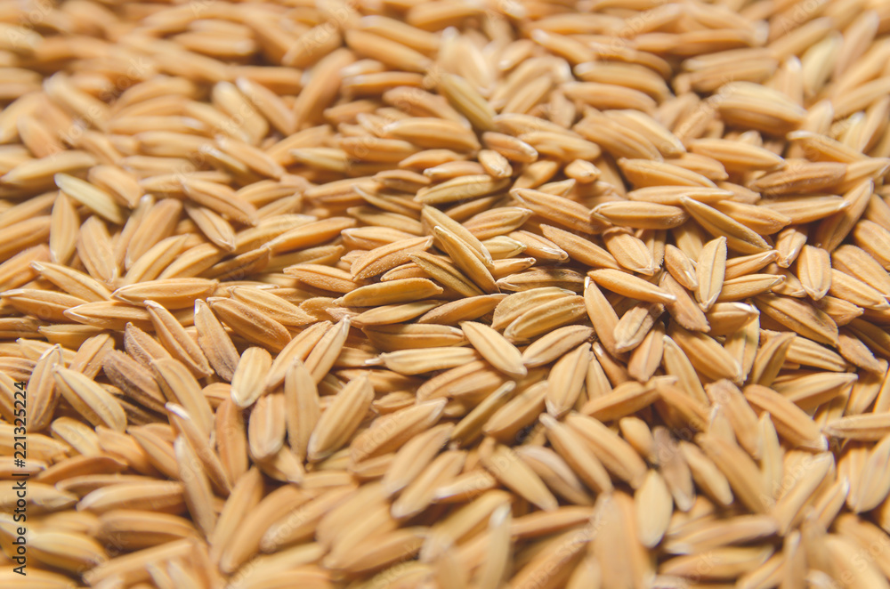 Background and wallpaper by pile of paddy rice and rice seed. Background and wallpaper by pile of paddy rice and rice seed.