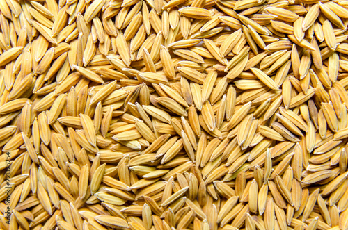 Background and wallpaper by pile of paddy rice and rice seed.