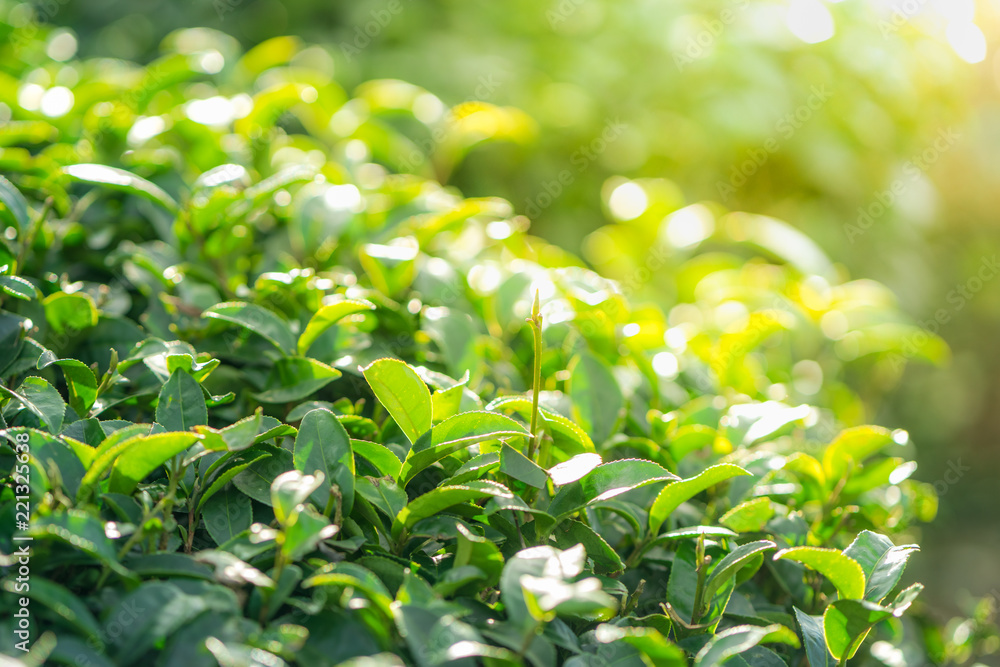 Tea leave in tea plantation Tea leave in tea plantation