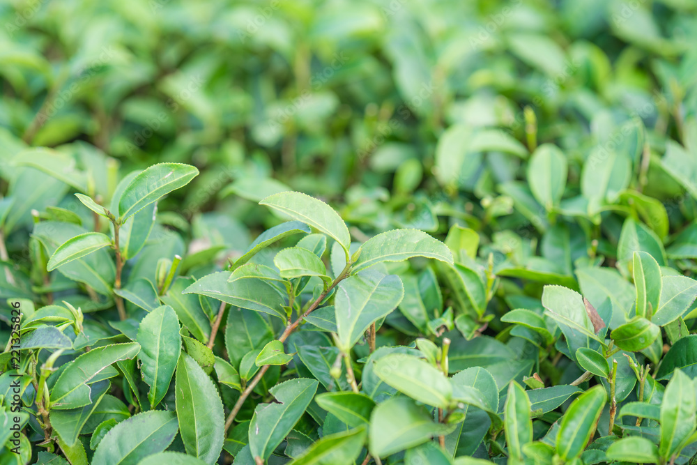 Fototapeta premium Tea leave in tea plantation