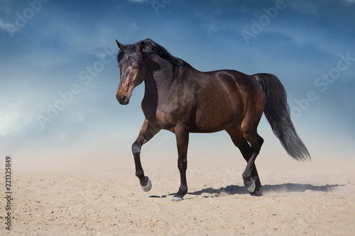 Horse free run in desert dust against beautiful sky © kwadrat70