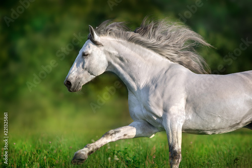 White andalusian stallion with long mane run gallop