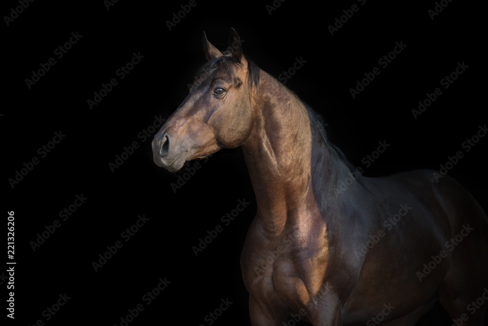 Horse portrait close up on black background Horse portrait close up on black background