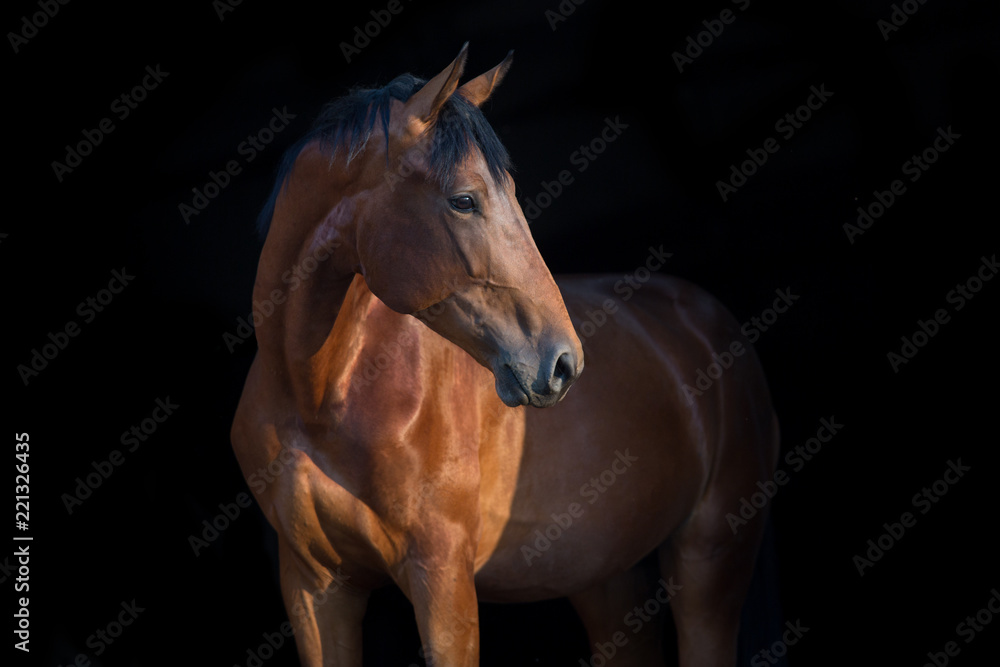 Fototapeta premium Portret konia z bliska na czarnym tle