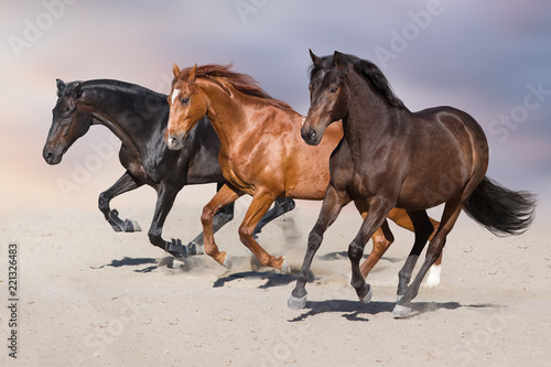 Horse herd run on sandy dust