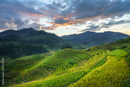 Terraced rice field in harvest season in Mu Cang Chai, Vietnam. Mam Xoi popular travel destination.