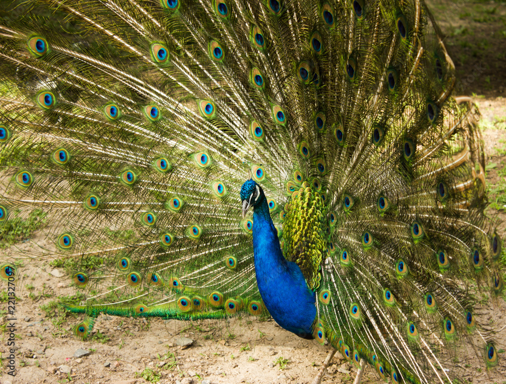 Obraz premium peacock male with open tail