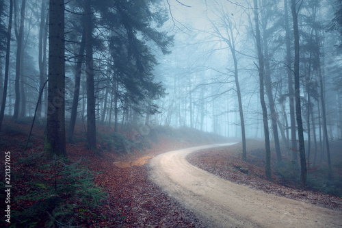Foggy autumn seasonal forest road. Magic blue light in the woodland.
