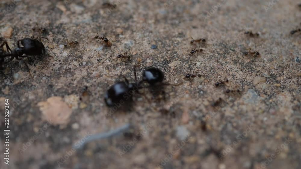 Black House Ant teamwork walking work in the nature Black House Ant teamwork walking work in the nature