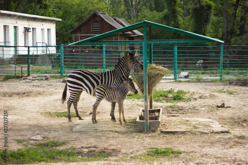 zebra with cub near the feeding trough