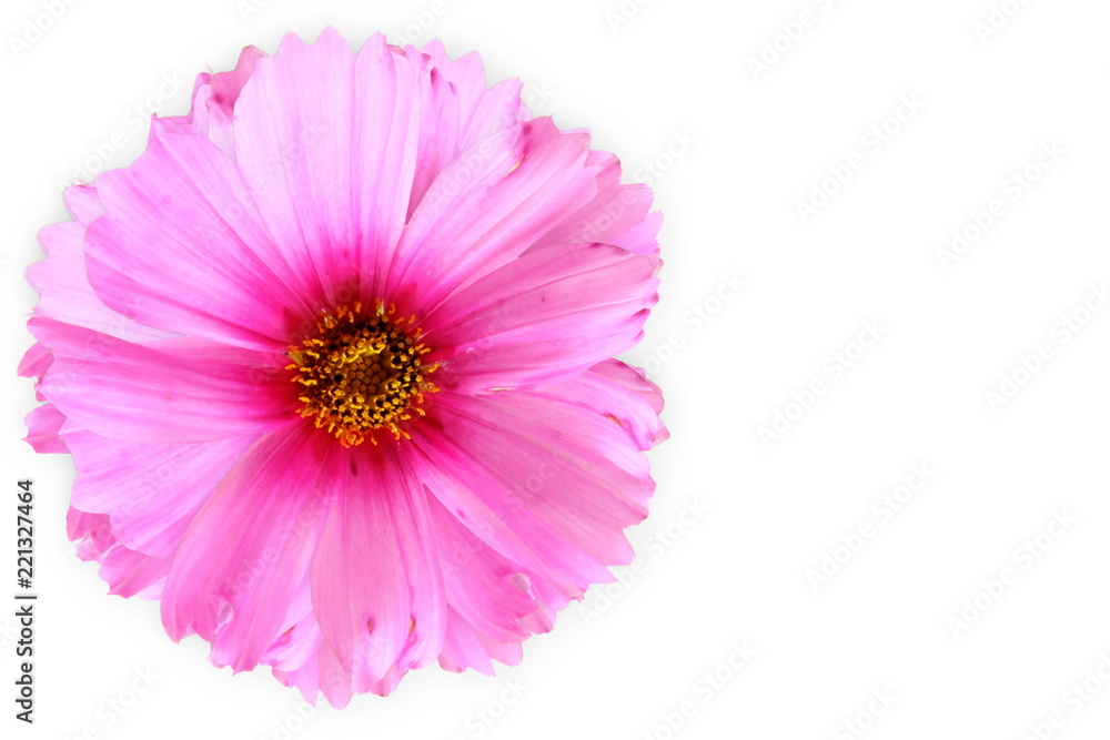 Fototapeta premium pink flower texture in white background for peace meditation spa health freedom nature concept background
