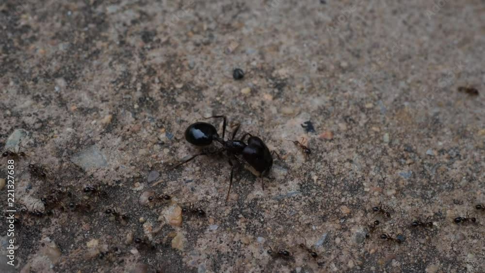 Black House Ant teamwork walking work in the nature Black House Ant teamwork walking work in the nature